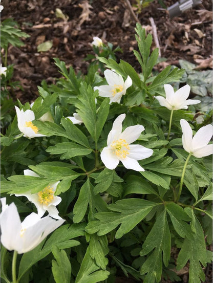 Perennials ~ Anemone nemorosa 'Leed's Variety', Wood Anemone ~ Dancing Oaks Nursery and Gardens ~ Retail Nursery ~ Mail Order Nursery