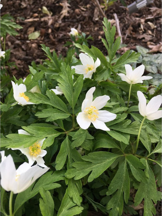 Perennials ~ Anemone nemorosa 'Leed's Variety', Wood Anemone ~ Dancing Oaks Nursery and Gardens ~ Retail Nursery ~ Mail Order Nursery