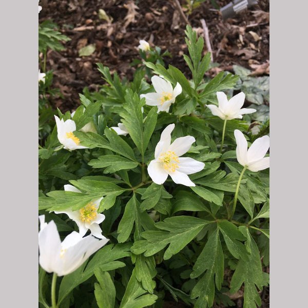 Anemone nemorosa 'Leed's Variety', Wood Anemone – Dancing Oaks