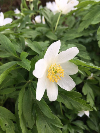 Perennials ~ Anemone nemorosa 'Leed's Variety', Wood Anemone ~ Dancing Oaks Nursery and Gardens ~ Retail Nursery ~ Mail Order Nursery