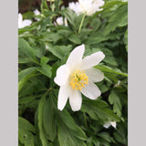 Perennials ~ Anemone nemorosa 'Leed's Variety', Wood Anemone ~ Dancing Oaks Nursery and Gardens ~ Retail Nursery ~ Mail Order Nursery