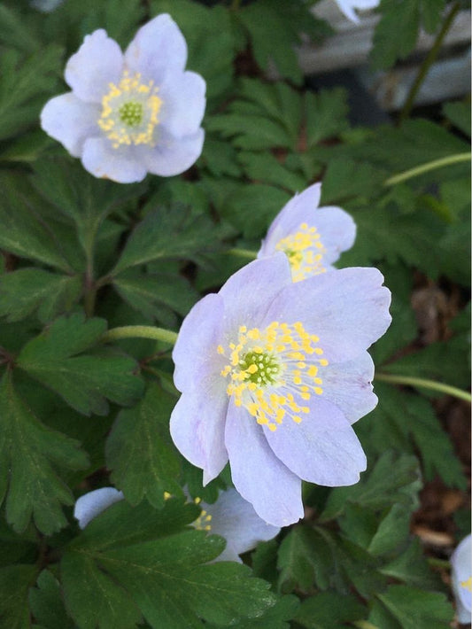 Perennials ~ Anemone nemorosa 'Parlez Vous', Wood Anemone or Windflower ~ Dancing Oaks Nursery and Gardens ~ Retail Nursery ~ Mail Order Nursery