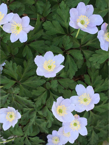 Perennials ~ Anemone nemorosa 'Parlez Vous', Wood Anemone or Windflower ~ Dancing Oaks Nursery and Gardens ~ Retail Nursery ~ Mail Order Nursery