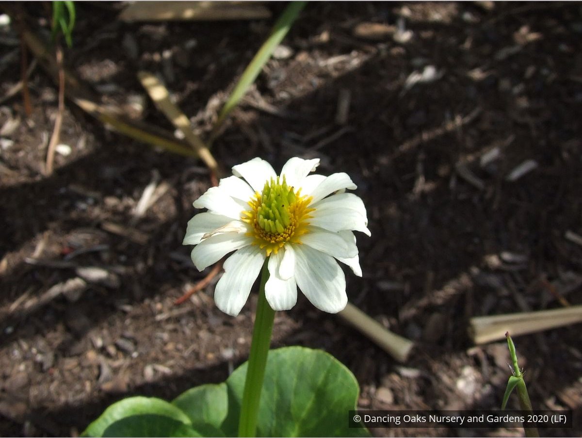 Perennials ~ Anemopsis californica, Yerba Mansa or Lizard Tail ~ Dancing Oaks Nursery and Gardens ~ Retail Nursery ~ Mail Order Nursery