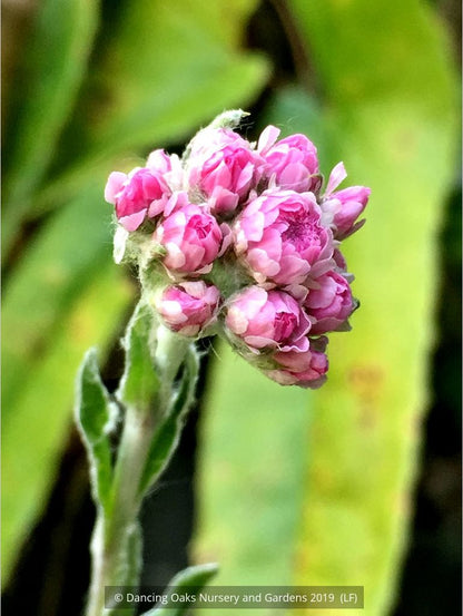 Perennials ~ Antennaria dioica 'Rubra', Pink Pussy Toes ~ Dancing Oaks Nursery and Gardens ~ Retail Nursery ~ Mail Order Nursery