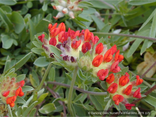 Perennials ~ Anthyllis vulneria ssp coccinea, Kidney Vetch ~ Dancing Oaks Nursery and Gardens ~ Retail Nursery ~ Mail Order Nursery