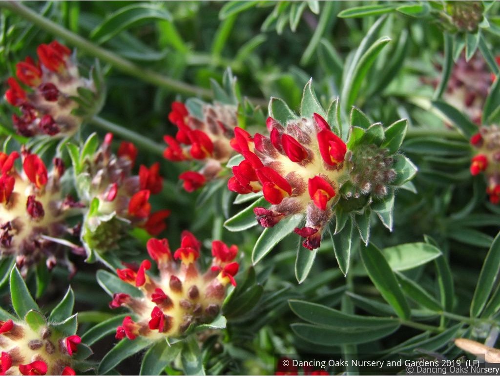 Perennials ~ Anthyllis vulneria ssp coccinea, Kidney Vetch ~ Dancing Oaks Nursery and Gardens ~ Retail Nursery ~ Mail Order Nursery