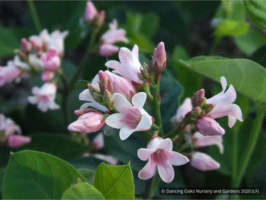 Perennials ~ Apocynum androsaemifolium, Spreading Dogbane ~ Dancing Oaks Nursery and Gardens ~ Retail Nursery ~ Mail Order Nursery