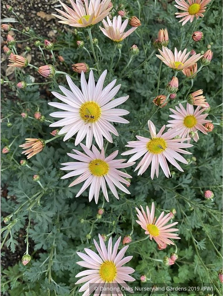 Perennials ~ Chrysanthemum 'Apricot' ~ Dancing Oaks Nursery and Gardens ~ Retail Nursery ~ Mail Order Nursery