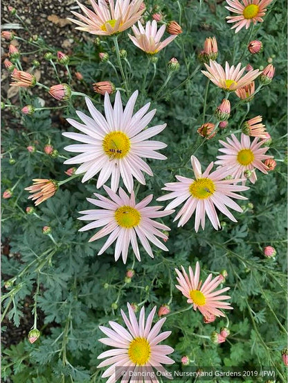 Perennials ~ Chrysanthemum 'Apricot' ~ Dancing Oaks Nursery and Gardens ~ Retail Nursery ~ Mail Order Nursery