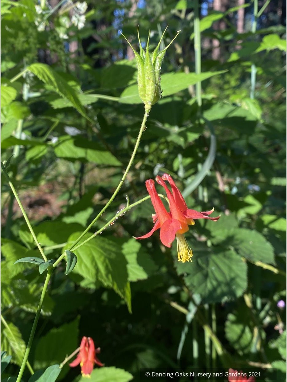 Aquilegia formosa, Western Red Columbine