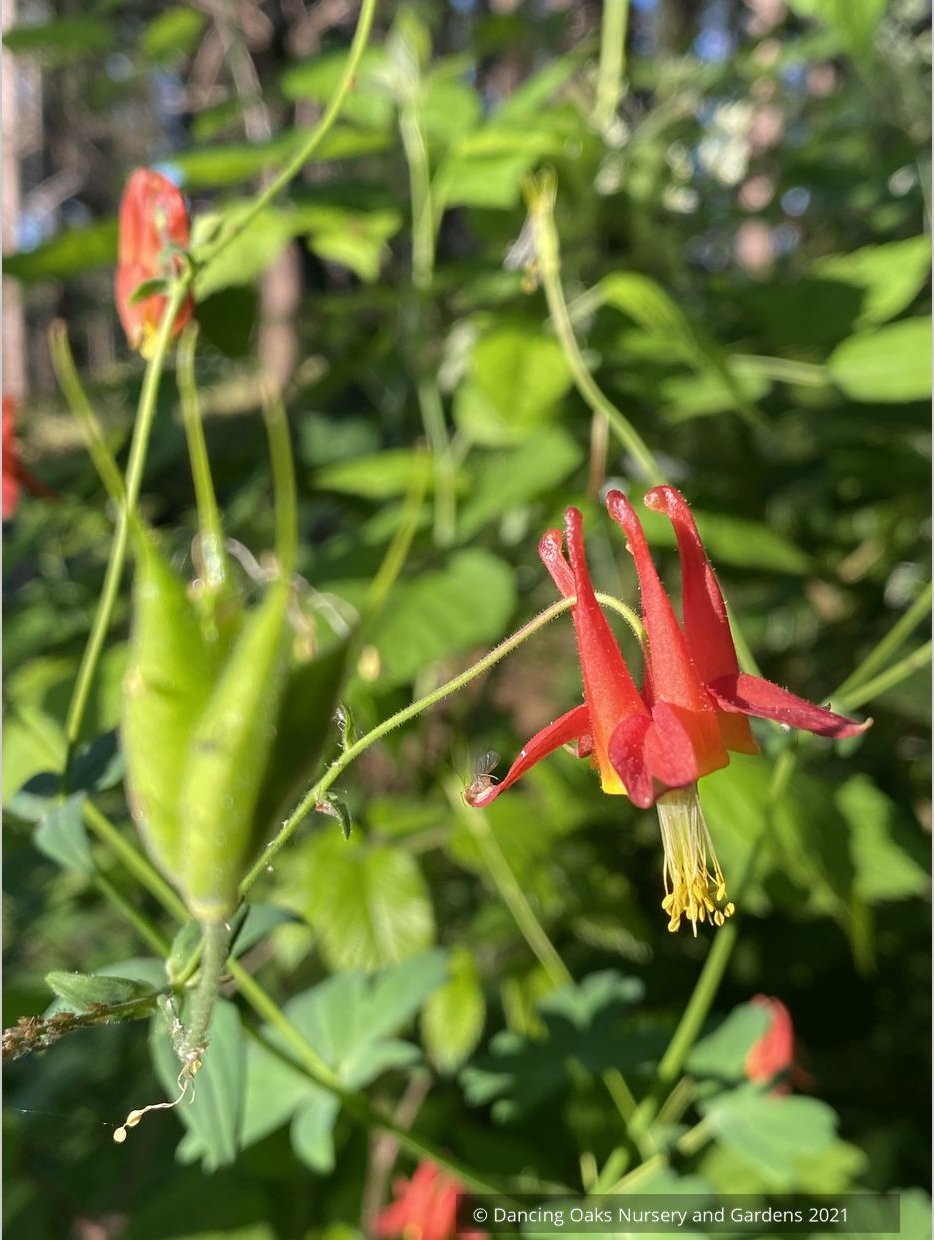 Aquilegia formosa, Western Red Columbine
