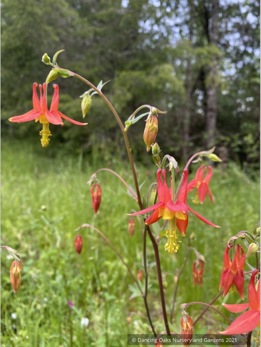 Aquilegia formosa, Western Red Columbine