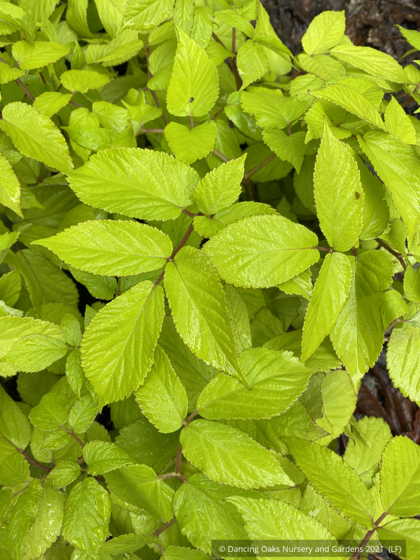 Aralia cordata 'Sun King', Japanese Spikenard