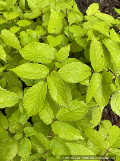 Aralia cordata 'Sun King', Japanese Spikenard