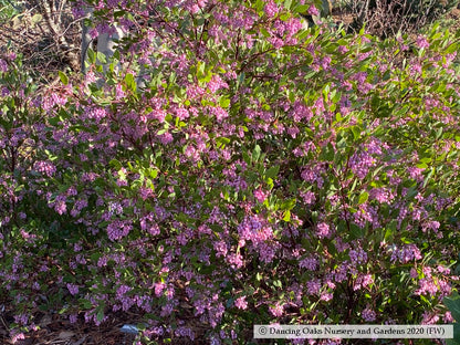 Shrubs ~ Arctostaphylos x 'Sonoma', Manzanita ~ Dancing Oaks Nursery and Gardens ~ Retail Nursery ~ Mail Order Nursery