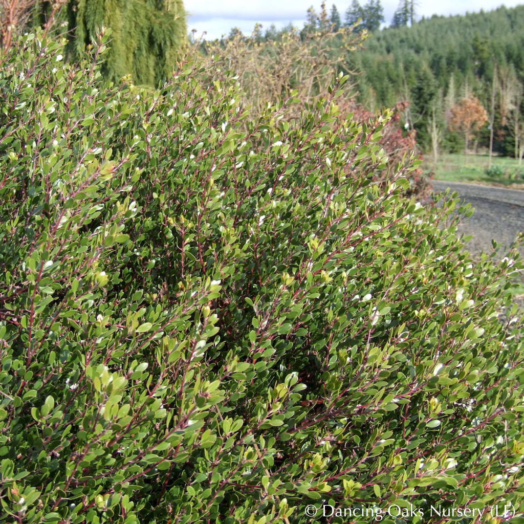 Arctostaphylos hookeri 'Ken Taylor', Manzanita – Dancing Oaks Nursery ...