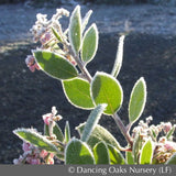Shrubs ~ Arctostaphylos x densiflora 'Austin Griffiths', Manzanita ~ Dancing Oaks Nursery and Gardens ~ Retail Nursery ~ Mail Order Nursery
