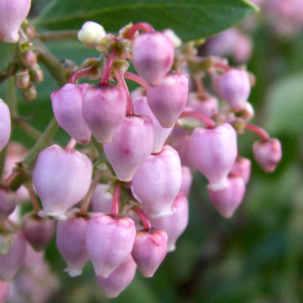 Arctostaphylos x densiflora 'Austin Griffiths', Manzanita Dancing