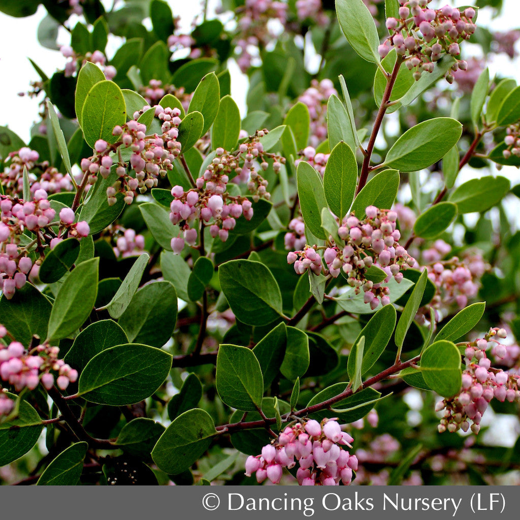 Arctostaphylos x 'Austin Griffiths', Manzanita - Dancing Oaks Nursery ...