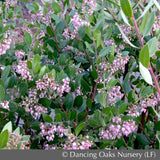 Shrubs ~ Arctostaphylos x densiflora 'Austin Griffiths', Manzanita ~ Dancing Oaks Nursery and Gardens ~ Retail Nursery ~ Mail Order Nursery
