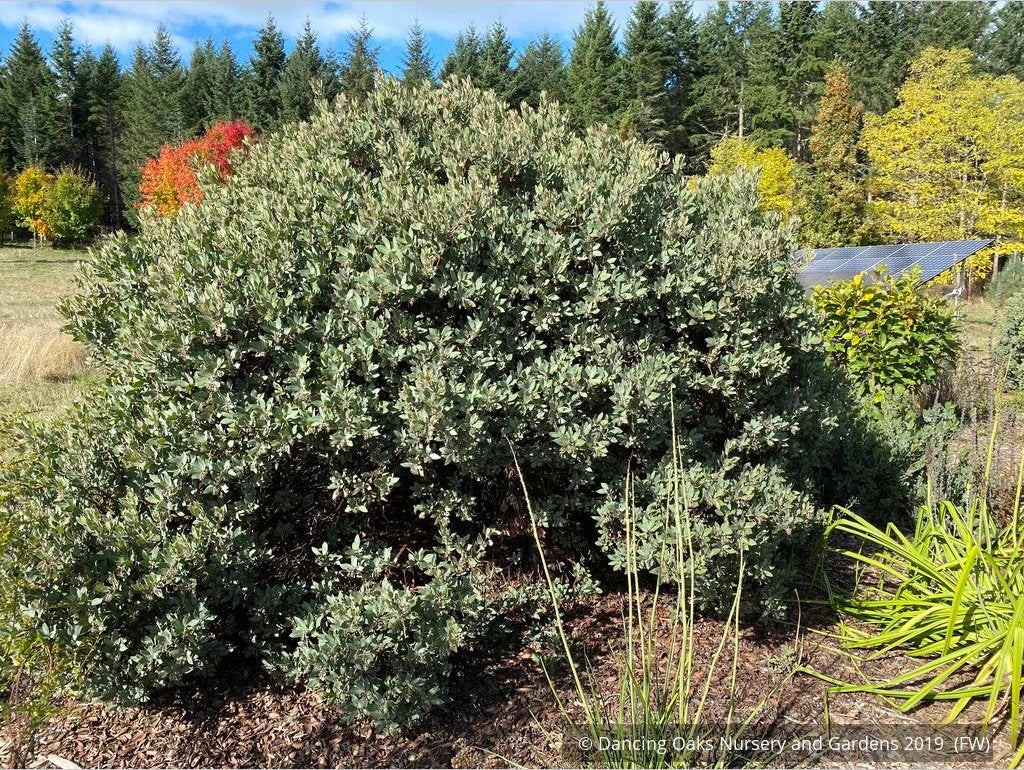 Shrubs ~ Arctostaphylos columbiana 'Blue River', Manzanita ~ Dancing Oaks Nursery and Gardens ~ Retail Nursery ~ Mail Order Nursery