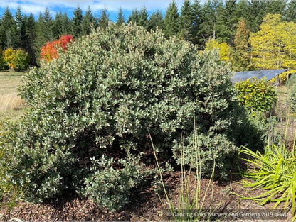 Shrubs ~ Arctostaphylos columbiana 'Blue River', Manzanita ~ Dancing Oaks Nursery and Gardens ~ Retail Nursery ~ Mail Order Nursery