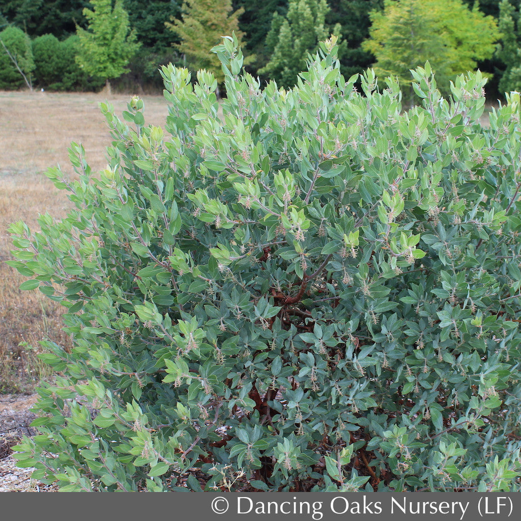 Shrubs ~ Arctostaphylos columbiana 'Blue River', Manzanita ~ Dancing Oaks Nursery and Gardens ~ Retail Nursery ~ Mail Order Nursery