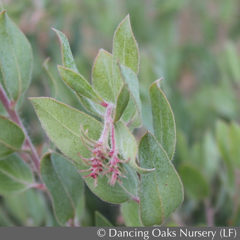Shrubs ~ Arctostaphylos columbiana 'Blue River', Manzanita ~ Dancing Oaks Nursery and Gardens ~ Retail Nursery ~ Mail Order Nursery