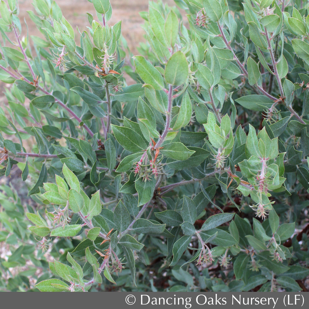 Shrubs ~ Arctostaphylos columbiana 'Blue River', Manzanita ~ Dancing Oaks Nursery and Gardens ~ Retail Nursery ~ Mail Order Nursery