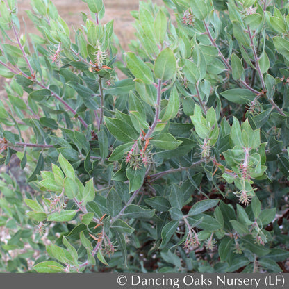 Shrubs ~ Arctostaphylos columbiana 'Blue River', Manzanita ~ Dancing Oaks Nursery and Gardens ~ Retail Nursery ~ Mail Order Nursery