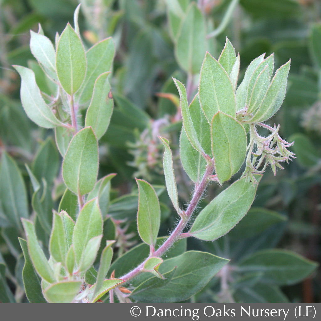 Shrubs ~ Arctostaphylos columbiana 'Blue River', Manzanita ~ Dancing Oaks Nursery and Gardens ~ Retail Nursery ~ Mail Order Nursery