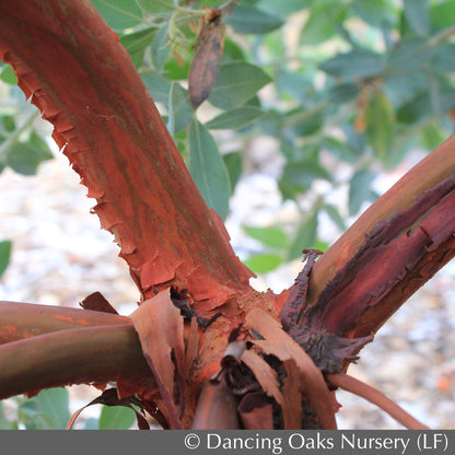 Shrubs ~ Arctostaphylos columbiana 'Blue River', Manzanita ~ Dancing Oaks Nursery and Gardens ~ Retail Nursery ~ Mail Order Nursery