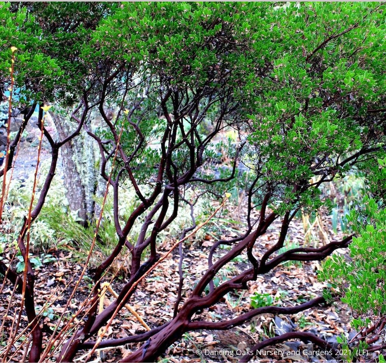 Shrubs ~ Arctostaphylos 'Lynne', Manzanita ~ Dancing Oaks Nursery and Gardens ~ Retail Nursery ~ Mail Order Nursery