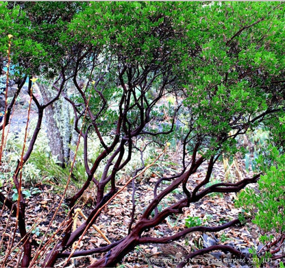 Shrubs ~ Arctostaphylos 'Lynne', Manzanita ~ Dancing Oaks Nursery and Gardens ~ Retail Nursery ~ Mail Order Nursery