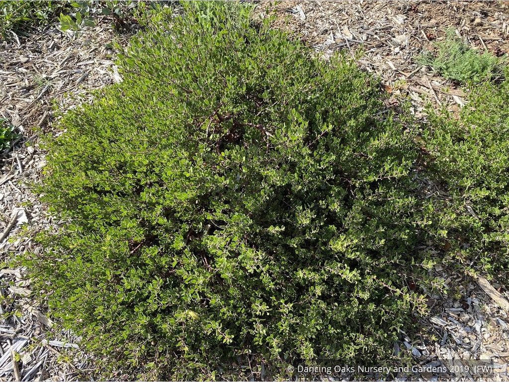 Shrubs ~ Arctostaphylos hookeri 'Ken Taylor', Manzanita ~ Dancing Oaks Nursery and Gardens ~ Retail Nursery ~ Mail Order Nursery