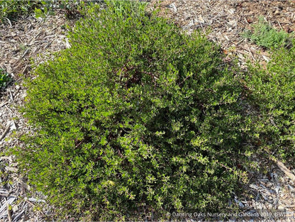 Shrubs ~ Arctostaphylos hookeri 'Ken Taylor', Manzanita ~ Dancing Oaks Nursery and Gardens ~ Retail Nursery ~ Mail Order Nursery