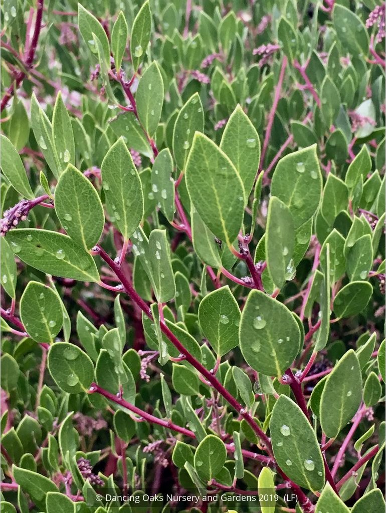 Shrubs ~ Arctostaphylos 'Klamath River' (IB 679), Klamath River Manzanita ~ Dancing Oaks Nursery and Gardens ~ Retail Nursery ~ Mail Order Nursery