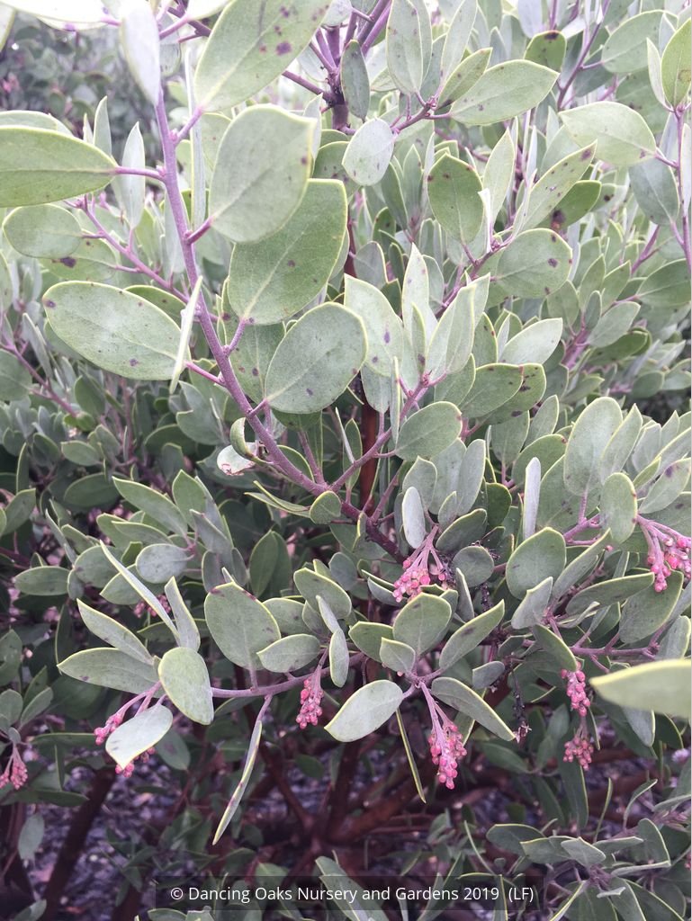 Shrubs ~ Arctostaphylos bakeri 'Louis Edmunds', Manzanita ~ Dancing Oaks Nursery and Gardens ~ Retail Nursery ~ Mail Order Nursery