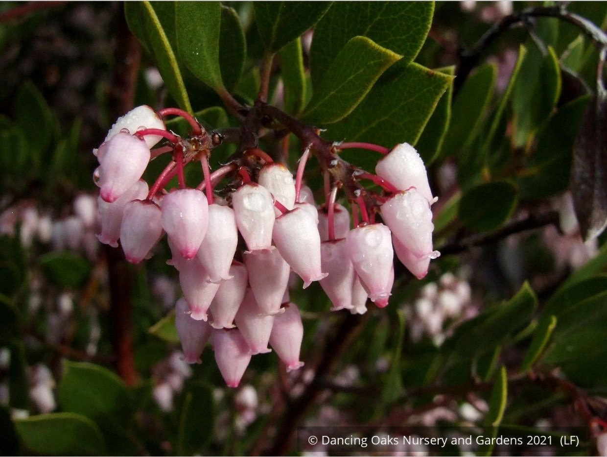 Shrubs ~ Arctostaphylos densiflora 'Lynne', Manzanita ~ Dancing Oaks Nursery and Gardens ~ Retail Nursery ~ Mail Order Nursery