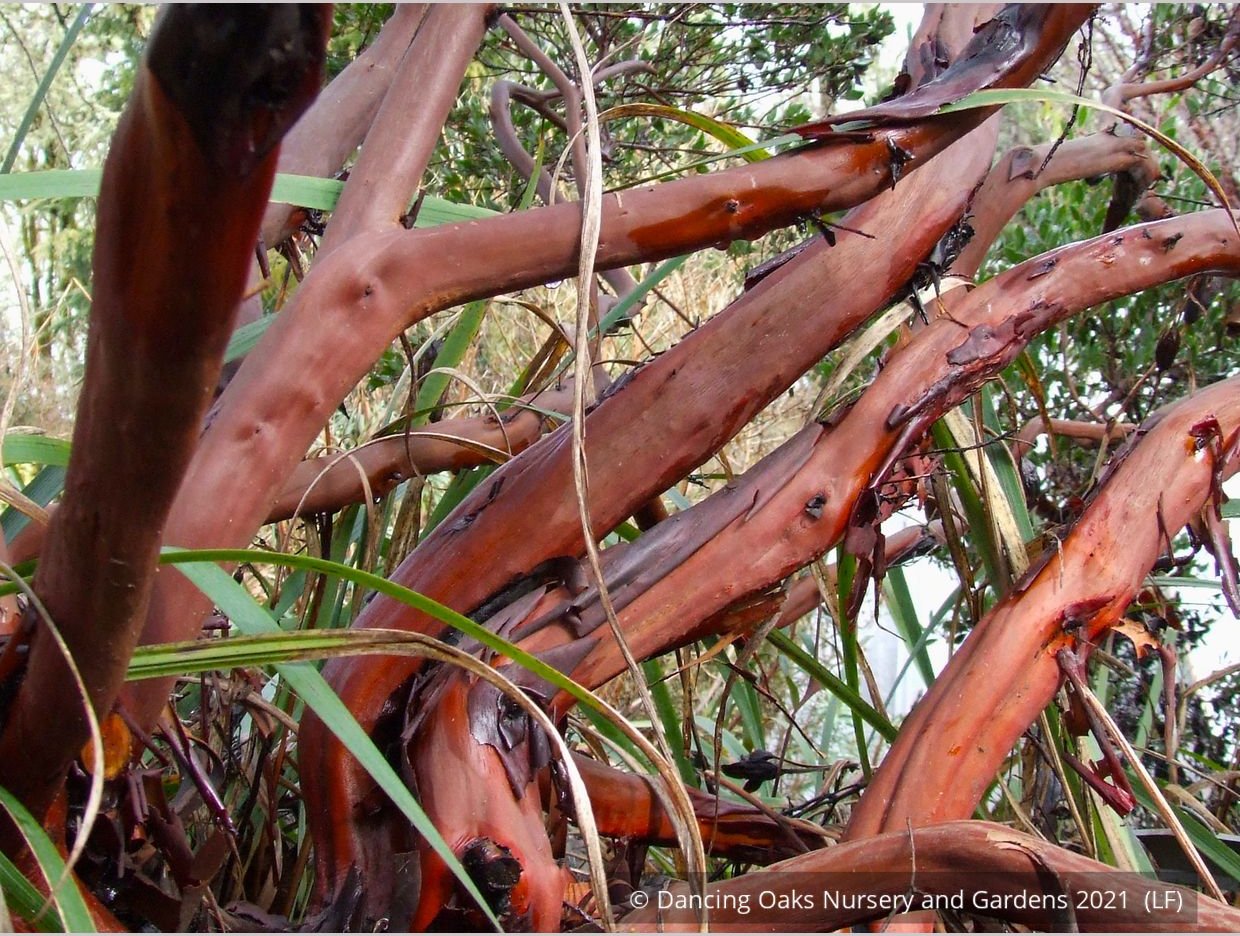 Shrubs ~ Arctostaphylos densiflora 'Lynne', Manzanita ~ Dancing Oaks Nursery and Gardens ~ Retail Nursery ~ Mail Order Nursery