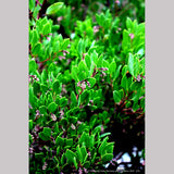 Shrubs ~ Arctostaphylos densiflora 'Lynne', Manzanita ~ Dancing Oaks Nursery and Gardens ~ Retail Nursery ~ Mail Order Nursery