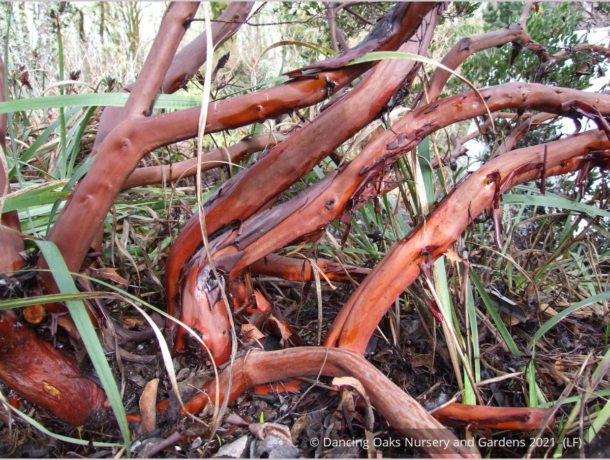Shrubs ~ Arctostaphylos densiflora 'Lynne', Manzanita ~ Dancing Oaks Nursery and Gardens ~ Retail Nursery ~ Mail Order Nursery