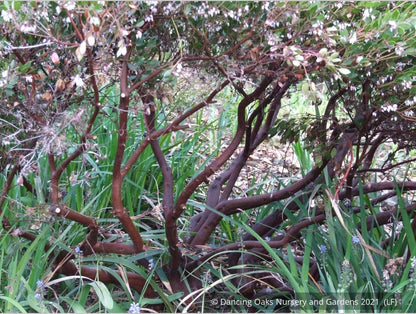 Shrubs ~ Arctostaphylos densiflora 'Lynne', Manzanita ~ Dancing Oaks Nursery and Gardens ~ Retail Nursery ~ Mail Order Nursery