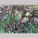 Shrubs ~ Arctostaphylos densiflora 'Lynne', Manzanita ~ Dancing Oaks Nursery and Gardens ~ Retail Nursery ~ Mail Order Nursery