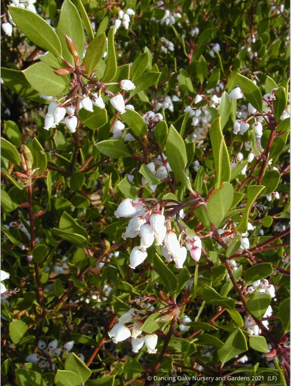 Shrubs ~ Arctostaphylos densiflora 'Lynne', Manzanita ~ Dancing Oaks Nursery and Gardens ~ Retail Nursery ~ Mail Order Nursery