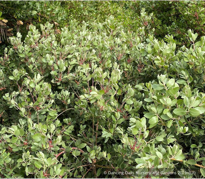 Shrubs ~ Arctostaphylos 'Tiller Azul' M25B, Manzanita ~ Dancing Oaks Nursery and Gardens ~ Retail Nursery ~ Mail Order Nursery
