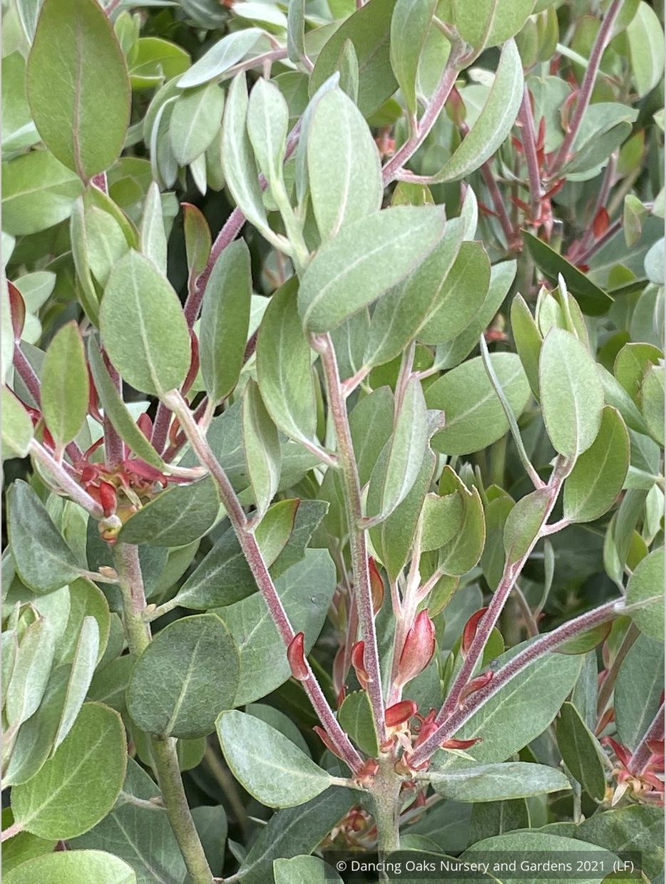 Shrubs ~ Arctostaphylos 'Tiller Azul' M25B, Manzanita ~ Dancing Oaks Nursery and Gardens ~ Retail Nursery ~ Mail Order Nursery