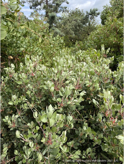 Shrubs ~ Arctostaphylos 'Tiller Azul' M25B, Manzanita ~ Dancing Oaks Nursery and Gardens ~ Retail Nursery ~ Mail Order Nursery