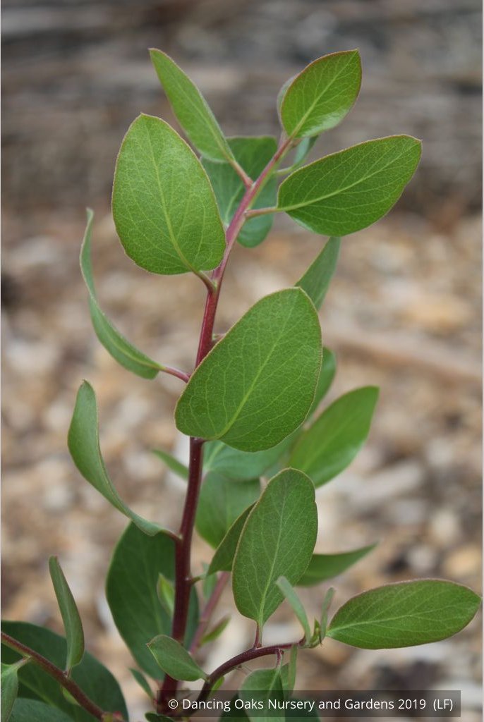 Shrubs ~ Arctostaphylos manzanita 'Upstanding', Common Manzanita ~ Dancing Oaks Nursery and Gardens ~ Retail Nursery ~ Mail Order Nursery